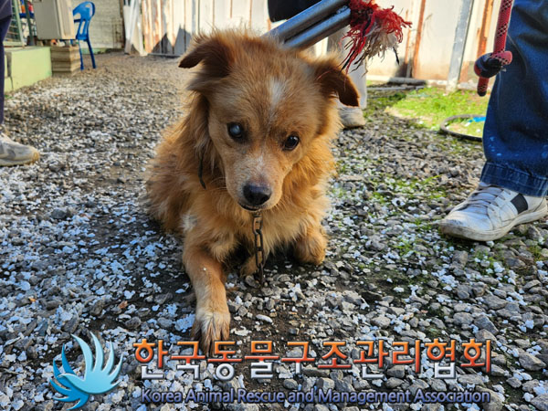 한국동물구조관리협회_441560202301147